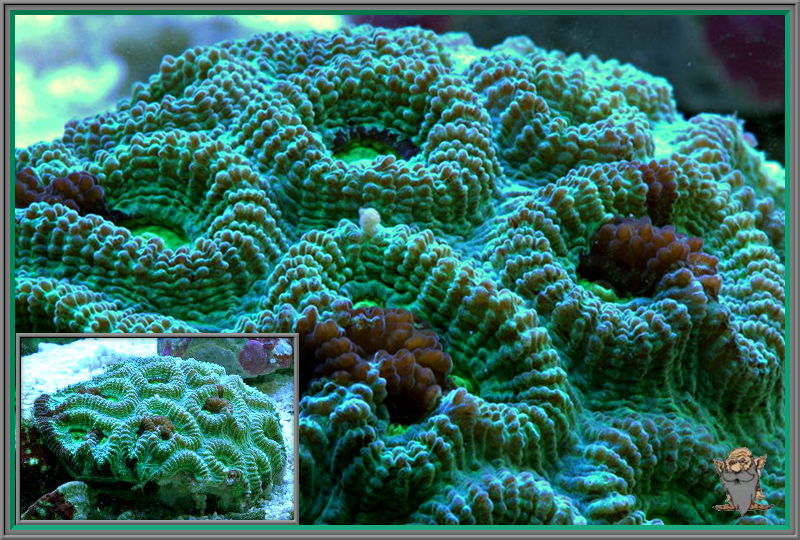 Chips+acropora