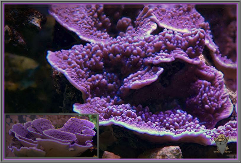purple plating montipora